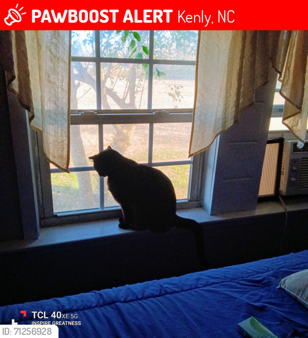 Lost Female Cat last seen Piney Grove Church Rd Kenly NC 27546, Kenly, NC 27542