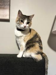 Lost Female Cat last seen Summerwood Court, near Oak Leaf Village Park, Tarpon Springs, FL 34689