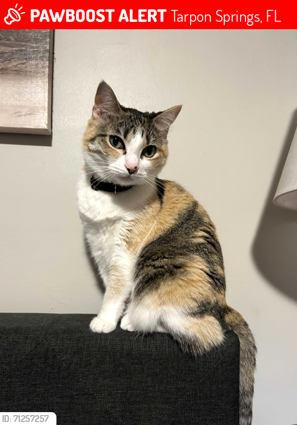 Lost Female Cat last seen Summerwood Court, near Oak Leaf Village Park, Tarpon Springs, FL 34689