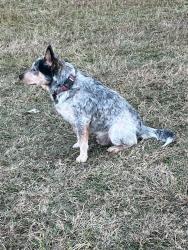 Lost Male Dog last seen Summit St, La Grange, NC 28551