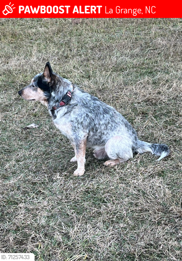 Lost Male Dog last seen Summit St, La Grange, NC 28551