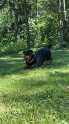 Lost Male Dog last seen Caswell/Cavour, WI, near club Cavour (previously mudslingers), Cavour, WI 54511