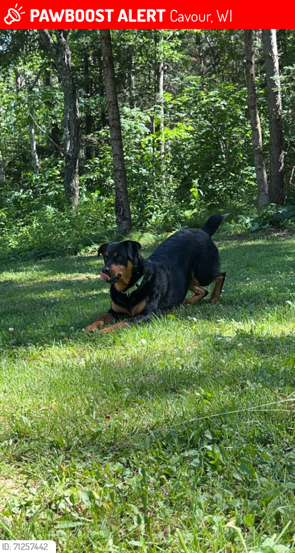Lost Male Dog last seen Caswell/Cavour, WI, near club Cavour (previously mudslingers), Cavour, WI 54511