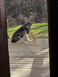 Lost Female Dog last seen Caswell/Cavour near club Cavour (previously mudslingers), Cavour, WI 54511
