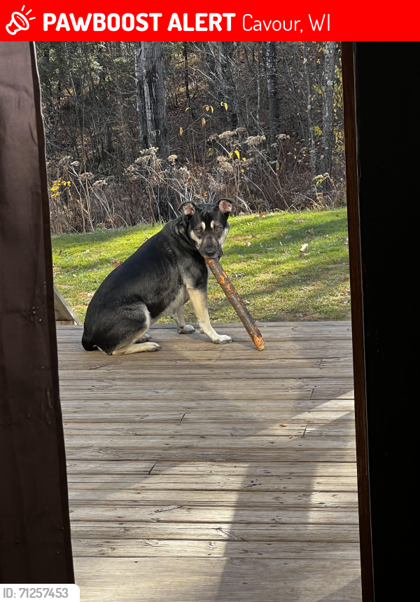 Lost Female Dog last seen Caswell/Cavour near club Cavour (previously mudslingers), Cavour, WI 54511