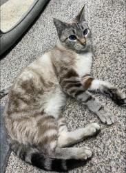 Lost Male Cat last seen South Broadway and Rieck, Tyler, TX 75703