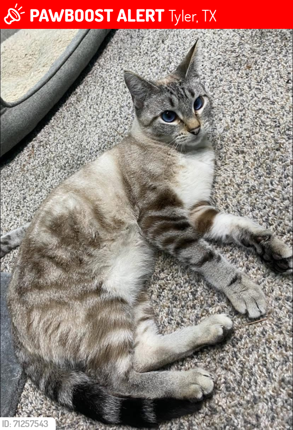 Lost Male Cat last seen South Broadway and Rieck, Tyler, TX 75703