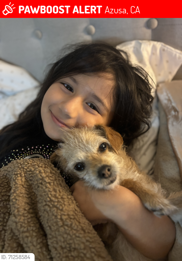 Lost Female Dog last seen Dalton , Azusa, CA 91702