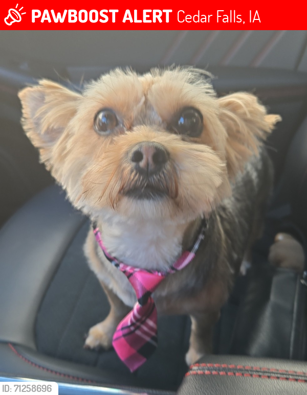 Lost Male Dog last seen Greenhill Rd and Hudson Road , Cedar Falls, IA 50613