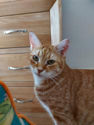 Lost Female Cat last seen BH14 9HF.  Branksome ,Alexander park, Bournemouth, Christchurch and Poole, England BH14 9HF