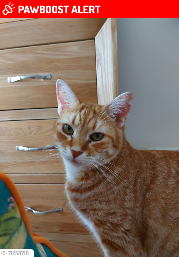 Lost Female Cat last seen BH14 9HF.  Branksome ,Alexander park, Bournemouth, Christchurch and Poole, England BH14 9HF