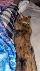 Lost Female Cat last seen Markshelfel and woodA., Colorado Springs, CO 80927