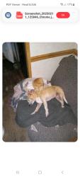 Reunited Female Dog last seen Mohawk, Porter, TX 77365