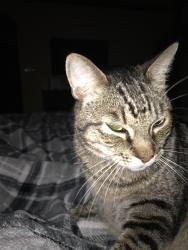 Lost Male Cat last seen Placida Rd, Englewood, FL 34223
