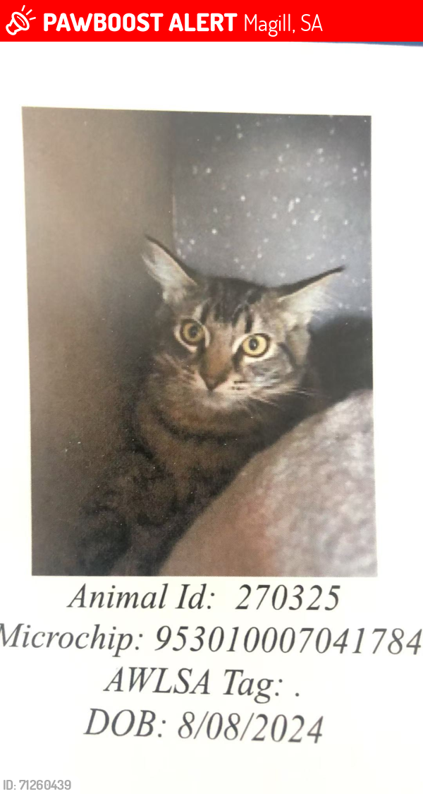 Lost Male Cat last seen South of UniSA Magill campus, Magill, SA 5072
