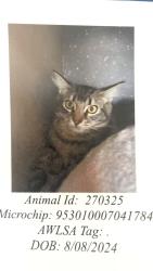 Lost Male Cat last seen South of UniSA Magill campus, Magill, SA 5072