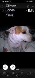 Lost Female Dog last seen Lebanon-Pine Grove Rd, Terry, MS 39170, Terry, MS 39170