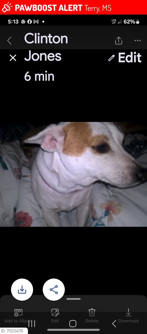 Lost Female Dog last seen Lebanon-Pine Grove Rd, Terry, MS 39170, Terry, MS 39170