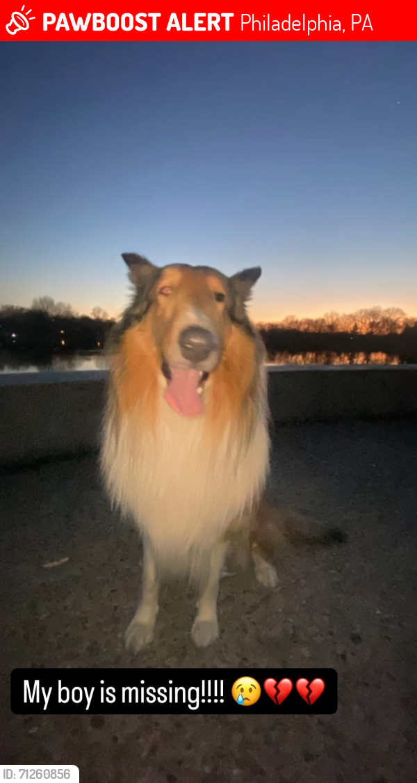 Lost Male Dog last seen Germantown area , Philadelphia, PA 19144
