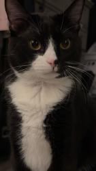 Reunited Male Cat last seen Near SE 6th St, Chehalis, WA 98532, USA, Chehalis, WA 98532