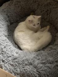 Lost Male Cat last seen Dalkeith Street Busby , Busby, NSW 2168
