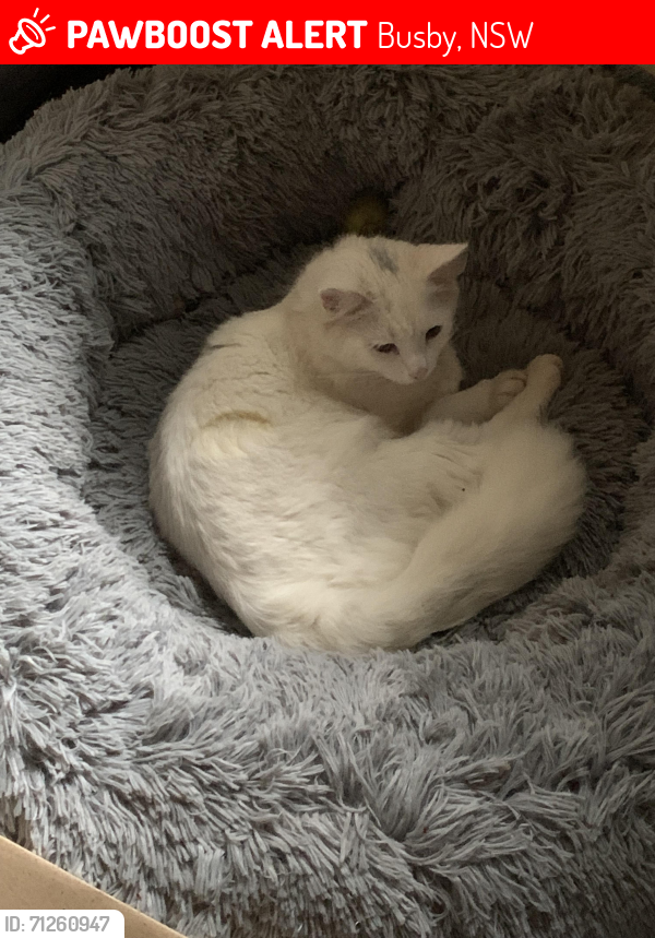 Lost Male Cat last seen Dalkeith Street Busby , Busby, NSW 2168