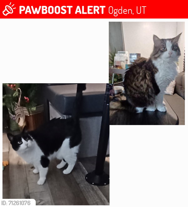 Lost Female Cat last seen Near 24th Street  84401, Ogden, UT 84404