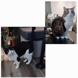 Lost Female Cat last seen Near 24th Street  84401, Ogden, UT 84404