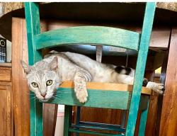 Lost Male Cat last seen San Miguel Canyon Road, Prunedale, CA 95076