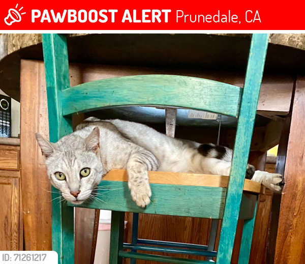 Lost Male Cat last seen San Miguel Canyon Road, Prunedale, CA 95076