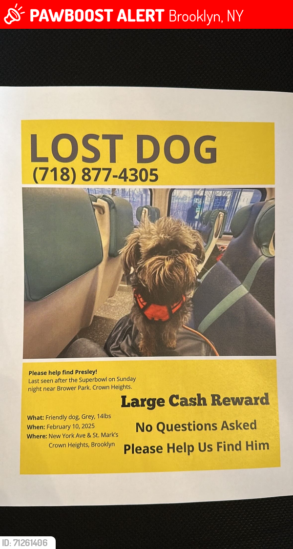 Lost Male Dog last seen Brower Park Brooklyn NY , Brooklyn, NY 11216