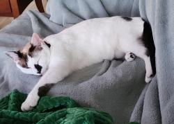 Lost Female Cat last seen Eastfork Ln, Crest Lake Dr, Hudson, FL 34669
