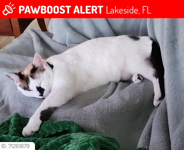 Lost Female Cat last seen Eastfork Ln, Crest Lake Dr, Hudson, FL 34669