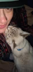 Lost Male Cat last seen 172nd Avenue Southeast Monroe , Monroe, WA 98272