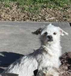 Lost Female Dog last seen 27th St and Davidson Ave., San Bernardino, CA 92404