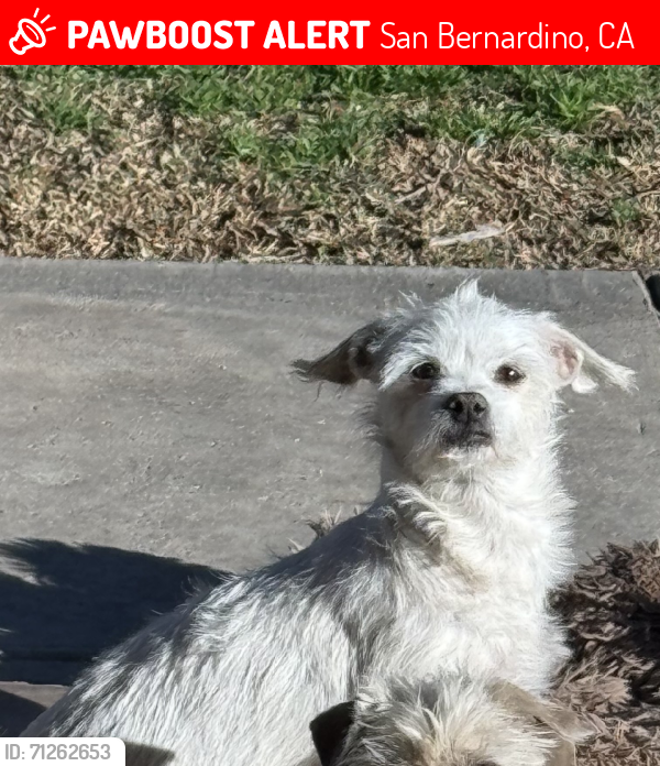Lost Female Dog last seen 27th St and Davidson Ave., San Bernardino, CA 92404