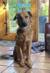 Lost Male Dog last seen Laurel Canyon and Chandler 91607, Los Angeles, CA 90046
