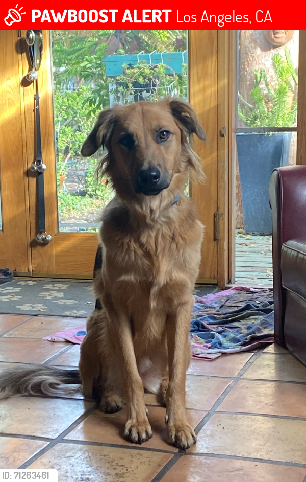 Lost Male Dog last seen Laurel Canyon and Chandler 91607, Los Angeles, CA 90046