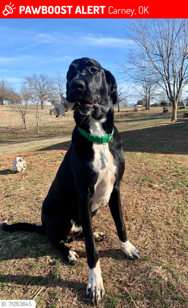 Lost Male Dog last seen East of Carney, OK on 830 RD, Carney, OK 74832