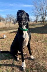 Lost Male Dog last seen East of Carney, OK on 830 RD, Carney, OK 74832