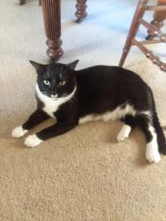 Lost Male Cat last seen Smokey hollow rd & hwy60, Lodi, WI 53555