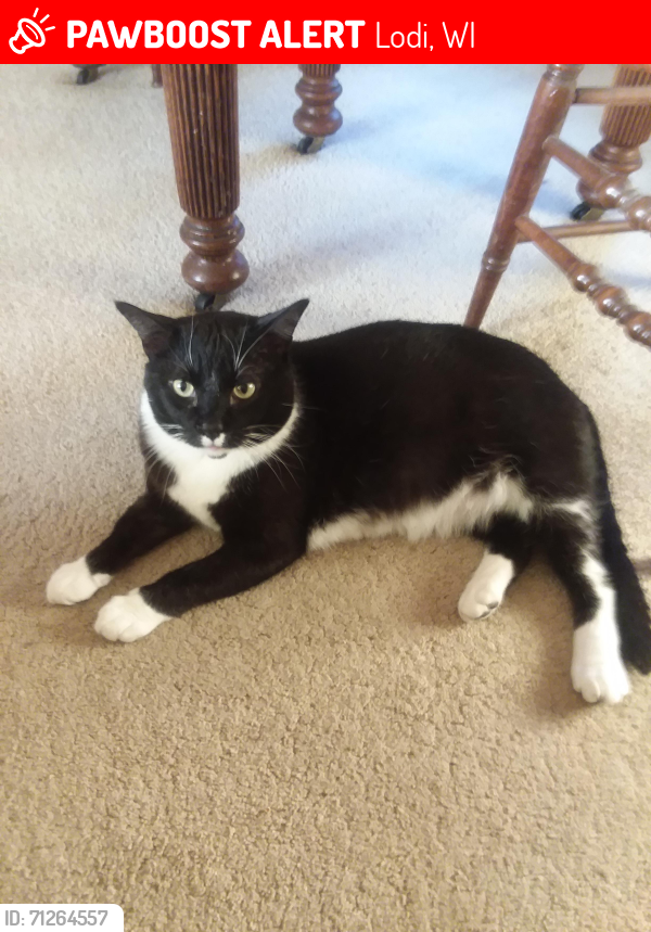 Lost Male Cat last seen Smokey hollow rd & hwy60, Lodi, WI 53555