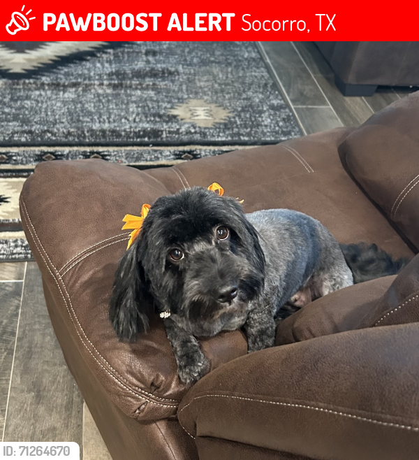 Lost Female Dog last seen Bernardo Holguin Tigua Indian Reservation off Socorro Rd , Socorro, TX 79927