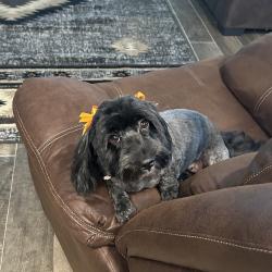 Lost Female Dog last seen Bernardo Holguin Tigua Indian Reservation off Socorro Rd , Socorro, TX 79927