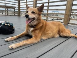 Lost Male Dog last seen Magazine & Louisiana, New Orleans, LA 70115