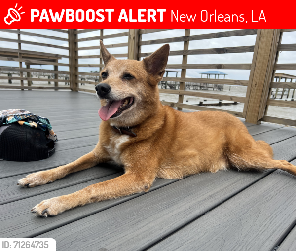 Lost Male Dog last seen Magazine & Louisiana, New Orleans, LA 70115