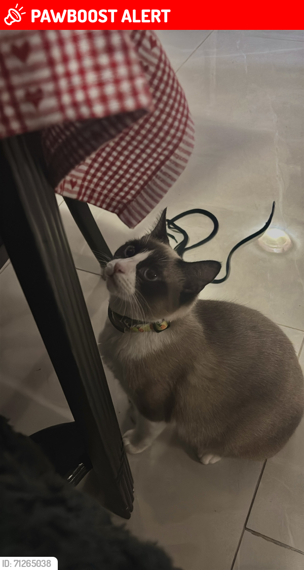 Lost Female Cat last seen Carretera a Cd. victoria, Rancho el Soliseño coto de caza , Santander Jiménez, Tamps. 