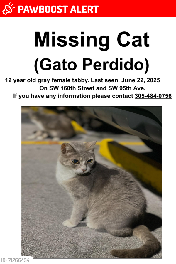 Lost Female Cat last seen SW 160th St & SW 95th Ave. 33157, Palmetto Estates, FL 33157
