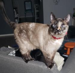 Lost Female Cat last seen the neighborhoods behind the Safeway on Valencia/Nexus, Tucson, AZ 85747
