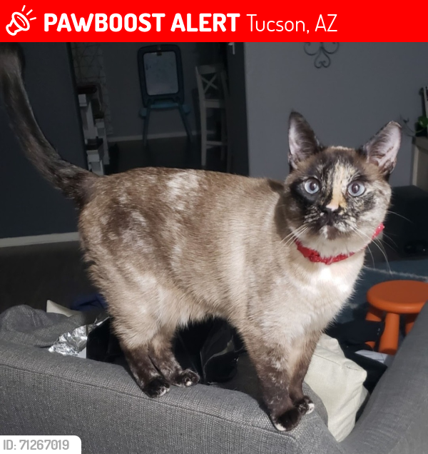 Lost Female Cat last seen the neighborhoods behind the Safeway on Valencia/Nexus, Tucson, AZ 85747